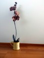 /album/kuvagalleria/orchid-jpg/